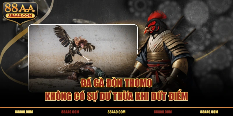Đá gà đòn thomo không có sự dư thừa khi dứt điểm