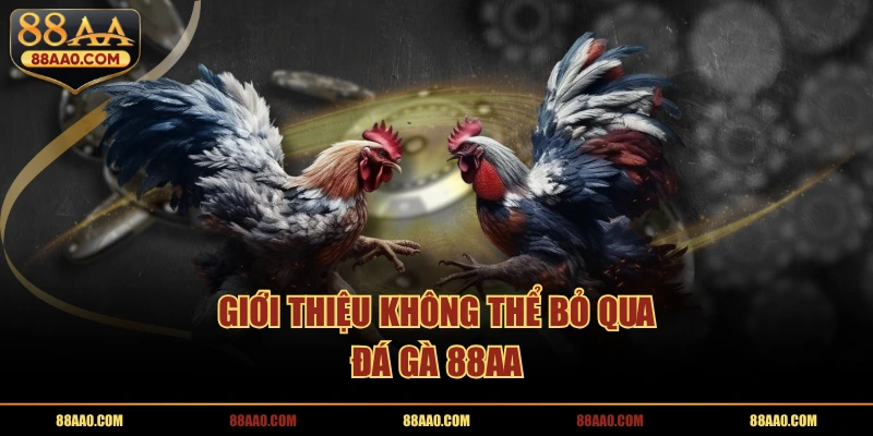 Giới thiệu không thể bỏ qua đá gà 88AA