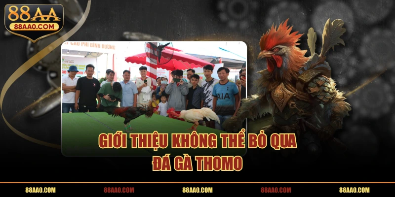 Giới thiệu về đá gà thomo tại 88aa